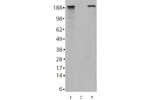 Tes2 mAb (Clone 21F11) tested by Western blot. (TET2 Antikörper  (AA 1-300))