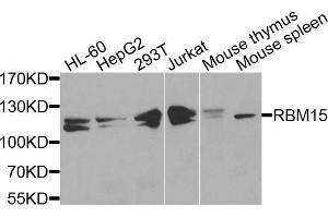 Western blot analysis of extracts of various cell lines, using RBM15 antibody (ABIN5972843) at 1/1000 dilution. (RBM15 Antikörper)