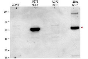 Anti-hCE1 Antibody - Western Blot. (Carboxylesterase 1G (CES1G) Antikörper)