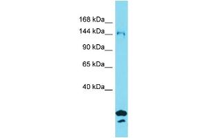 Western Blotting (WB) image for anti-Synapse Defective 1, rho GTPase, Homolog 2 (SYDE2) (N-Term) antibody (ABIN2791214) (SYDE2 Antikörper  (N-Term))