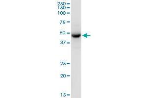 TUFM MaxPab polyclonal antibody. (TUFM Antikörper  (AA 1-455))