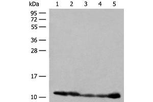 Western blot analysis of 293T cell PC-3 cell Human liver tissue lysates using ATP5I Polyclonal Antibody at dilution of 1:400 (ATP5I Antikörper)