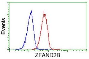 Image no. 1 for anti-Zinc Finger, AN1-Type Domain 2B (ZFAND2B) antibody (ABIN1501805) (ZFAND2B Antikörper)