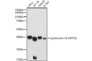 Western blot analysis of extracts of various cell lines, using Cytokeratin 18 (KRT18) antibody (ABIN7268098) at 1:3000 dilution. (Cytokeratin 18 Antikörper  (AA 127-430))