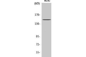 Western Blotting (WB) image for anti-RBP1-like protein (ARID4B) (Internal Region) antibody (ABIN3174057) (BRCAA1 Antikörper  (Internal Region))