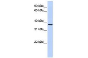 Image no. 1 for anti-F-Box Protein 8 (FBXO8) (AA 216-265) antibody (ABIN6741269) (FBXO8 Antikörper  (AA 216-265))