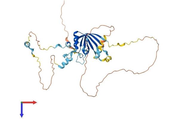 LSM11 Protein (AA 1-360) (His tag)