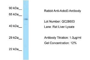 Host: Rabbit Target Name: Acbd3 Sample Type: Rat Liver Antibody Dilution: 1.