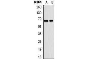 Western blot analysis of ATG16L1 expression in SHSY5Y (A), rat muscle (B) whole cell lysates.