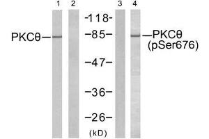 Western blot analysis of extract from Jurkat cells untreated or treated with PMA (1ng/ml, 5min), using PKCθ (Ab-676) antibody (E021289, Lane 1 and 2) and PKCθ (phospho- Ser676) antibody (E011297, Lane 3 and 4). (PKC theta Antikörper  (pSer676))