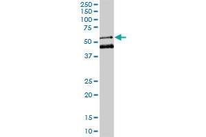 Western Blotting (WB) image for anti-Meis Homeobox 2 (MEIS2) (AA 1-381) antibody (ABIN561794)