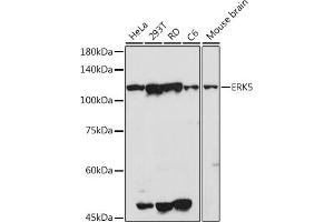Western Blotting (WB) image for anti-Mitogen-Activated Protein Kinase 7 (MAPK7) (AA 1-310) antibody (ABIN3022945)