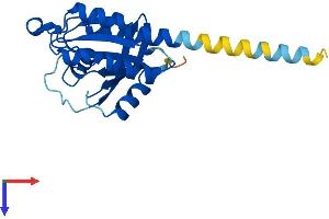 RERG Protein (AA 1-199) (His tag)