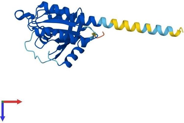RERG Protein (AA 1-199) (His tag)