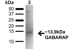 Western blot analysis of Mouse Kidney showing detection of ~13. (GABARAP Antikörper  (N-Term) (FITC))