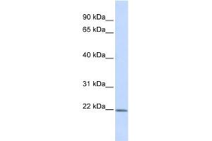 Western Blotting (WB) image for anti-Zinc Finger, AN1-Type Domain 5 (ZFAND5) (Middle Region) antibody (ABIN2775778)