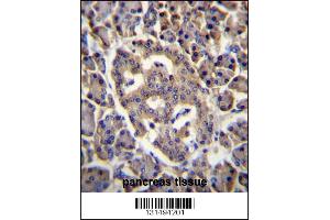 SPNS3 Antibody immunohistochemistry analysis in formalin fixed and paraffin embedded human pancreas tissue followed by peroxidase conjugation of the secondary antibody and DAB staining. (SPNS3 Antikörper  (C-Term))