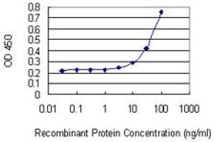 Detection limit for recombinant GST tagged CDC2L6 is 1 ng/ml as a capture antibody. (CDK19 Antikörper  (AA 1-114))