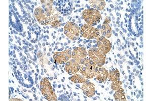 DAZ4 antibody was used for immunohistochemistry at a concentration of 4-8 ug/ml to stain Epithelial cells of renal tubule (arrows) in Human Kidney. (DAZ4 Antikörper  (N-Term))