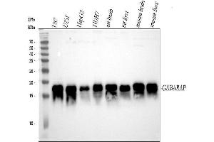 Western blot analysis of GABARAP using anti-GABARAP antibody (ABIN7602949).