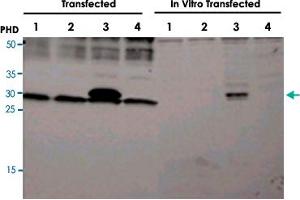Detection of human and rat EGLN3 by Western Blot. (EGLN3 Antikörper  (AA 50-100))