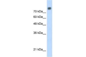 Western Blotting (WB) image for anti-Minichromosome Maintenance Complex Component 6 (MCM6) antibody (ABIN2461393) (MCM6 Antikörper)