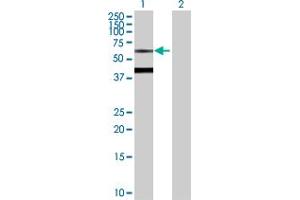 Western Blot analysis of BTD expression in transfected 293T cell line by BTD MaxPab polyclonal antibody.