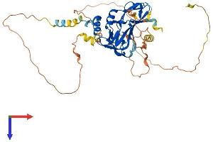T-Box 6 Protein (TBX6) (AA 1-436) (His tag)