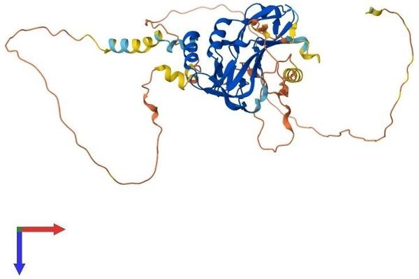 T-Box 6 Protein (TBX6) (AA 1-436) (His tag)