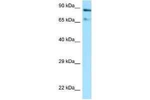 WB Suggested Anti-Hsp90aa1 Antibody Titration: 1. (HSP90AA1 Antikörper  (C-Term))