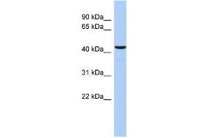 WB Suggested Anti-DFFB Antibody Titration: 0. (DFFB Antikörper  (Middle Region))
