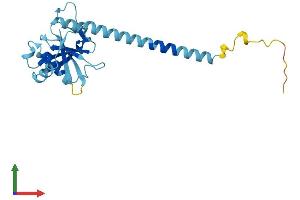 AlphaFold protein structure predicition of Mouse Recombinant Ccdc25 Protein, UniprotID Q78PG9