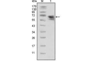 Western blot analysis using TrkA mouse mAb against extracellular domain of human TrkA(aa33-423). (TRKA Antikörper  (AA 33-423))