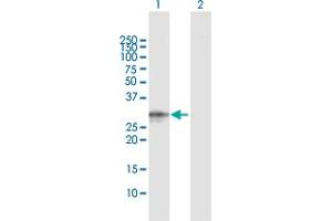 Western Blot analysis of ELA3A expression in transfected 293T cell line by ELA3A MaxPab polyclonal antibody. (Elastase 3A Antikörper  (AA 1-270))