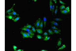 Immunofluorescent analysis of Hela cells using ABIN7165578 at dilution of 1:100 and Alexa Fluor 488-congugated AffiniPure Goat Anti-Rabbit IgG(H+L) (Family with Sequence Similarity 92, Member A (FAM92A) (AA 1-271) Antikörper)