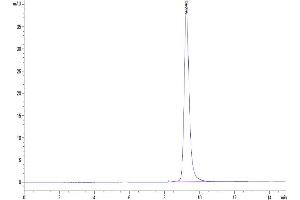 The purity of SARS-COV-2 Spike RBD (Delta B. (SARS-CoV-2 Spike Protein (B.1.617.2 - delta, RBD) (His tag))