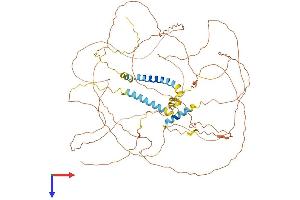 Triadin Protein (TRDN) (AA 1-693) (His tag)