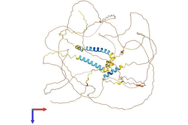 Triadin Protein (TRDN) (AA 1-693) (His tag)