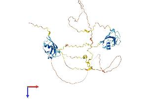 DCDC2 Protein (AA 1-476) (His tag)