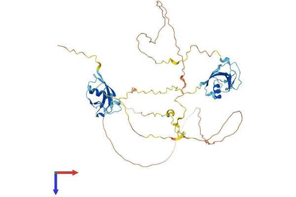DCDC2 Protein (AA 1-476) (His tag)