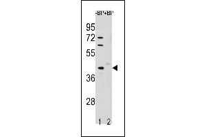 Western blot analysis of STK25 Antibody (C-term) Pab (ABIN1881851 and ABIN2843256) pre-incubated without(lane 1) and with(lane 2) blocking peptide in A549 cell line lysate. (STK25 Antikörper  (C-Term))