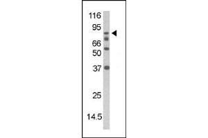 Image no. 1 for anti-Death-Domain Associated Protein (DAXX) (pSer213) antibody (ABIN358116) (DAXX Antikörper  (pSer213))
