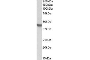 ABIN2559970 (1µg/ml) staining of Mouse Heart lysate (35µg protein in RIPA buffer). (GLUT4 Antikörper  (C-Term))