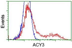 Image no. 1 for anti-Aminoacylase 3 (ACY3) antibody (ABIN1496465) (Aminoacylase 3 Antikörper)
