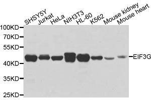 Western blot analysis of extracts of various cell lines, using EIF3G antibody (ABIN5972361) at 1/1000 dilution. (EIF3G Antikörper)