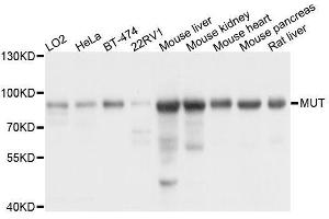 Western blot analysis of extracts of various cell lines, using MUT antibody. (MUT Antikörper  (AA 451-750))