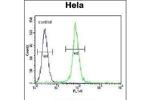 Flow cytometric analysis of Hela cells (right histogram) compared to a negative control cell (left histogram). (ADO Antikörper  (C-Term))