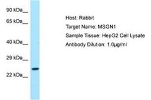 Mesogenin 1 Antikörper  (AA 104-153)