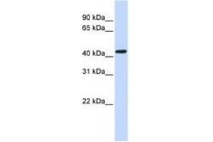 Image no. 1 for anti-Opioid Receptor, kappa 1 (OPRK1) (N-Term) antibody (ABIN6741499) (OPRK1 Antikörper  (N-Term))