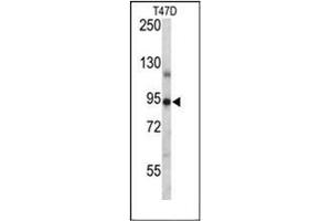 Western blot analysis of PGR Antibody (Center) in T47D cell line lysates (35ug/lane). (Progesterone Receptor Antikörper  (Middle Region))